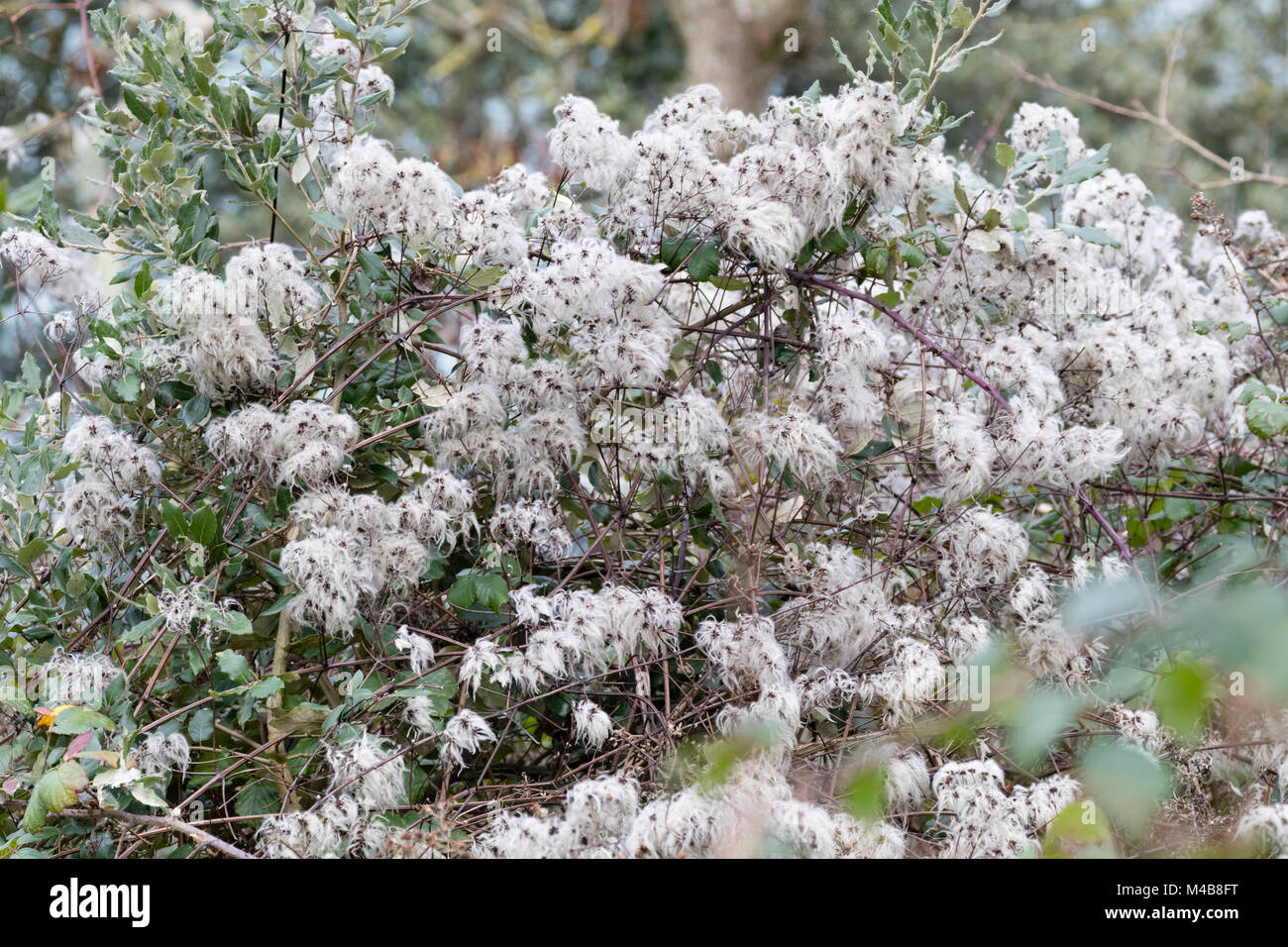 Weiß, fuzzy seedheads der BRITISCHEN einheimische Kletterer, Clematis vitalba, winter Interesse in einem Waldgebiet hinzufügen Stockfoto