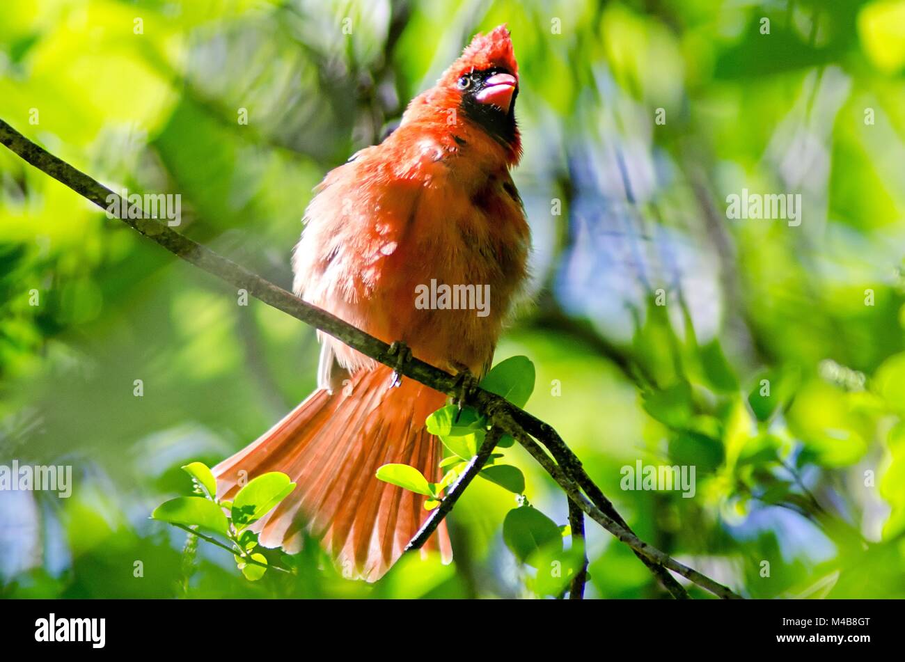 Männliche nördlichen Kardinal (Cardinalis cardinalis) North Carolina Vogel Stockfoto