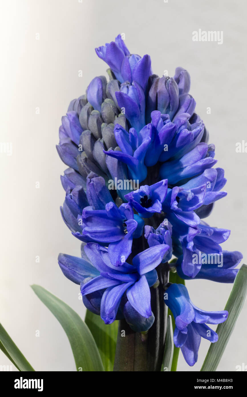 Blaue Blume Leiter der niederländischen Hyazinthen Hyacinthus orientalis 'Delft Blue' gezwungen, für winterblüher. Stockfoto