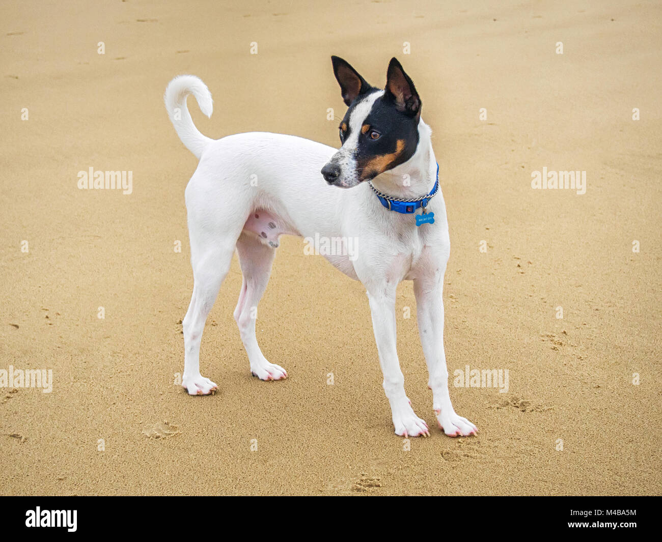 Tenterfield Terrier mit einem blauen Kragen steht auf dem Sand Stockfoto