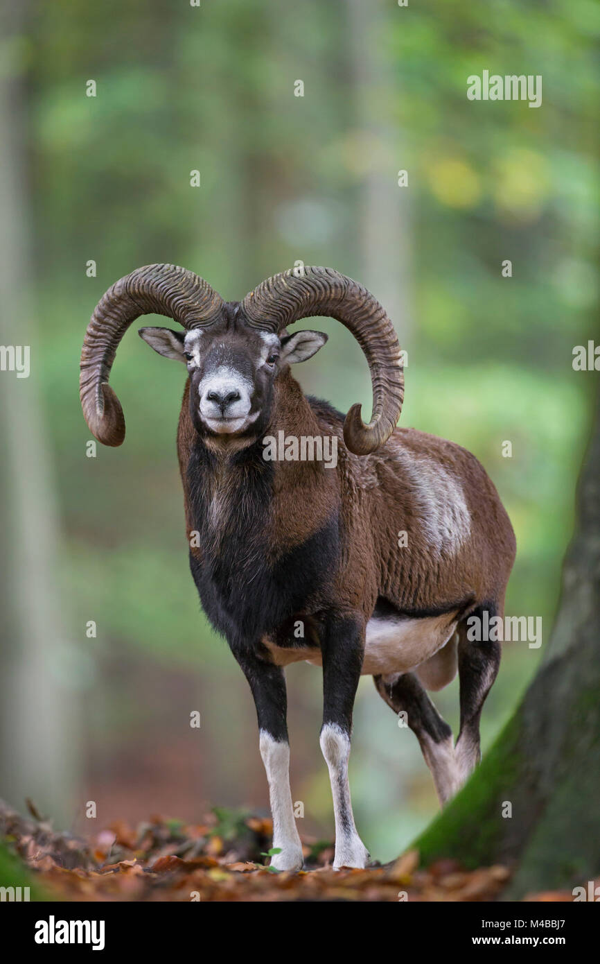 Europäischer Mufflon (Ovis gmelini musimon/Ovis ammon/Ovis orientalis Musimon) Ram mit großen Hörnern in Wald im Herbst Stockfoto