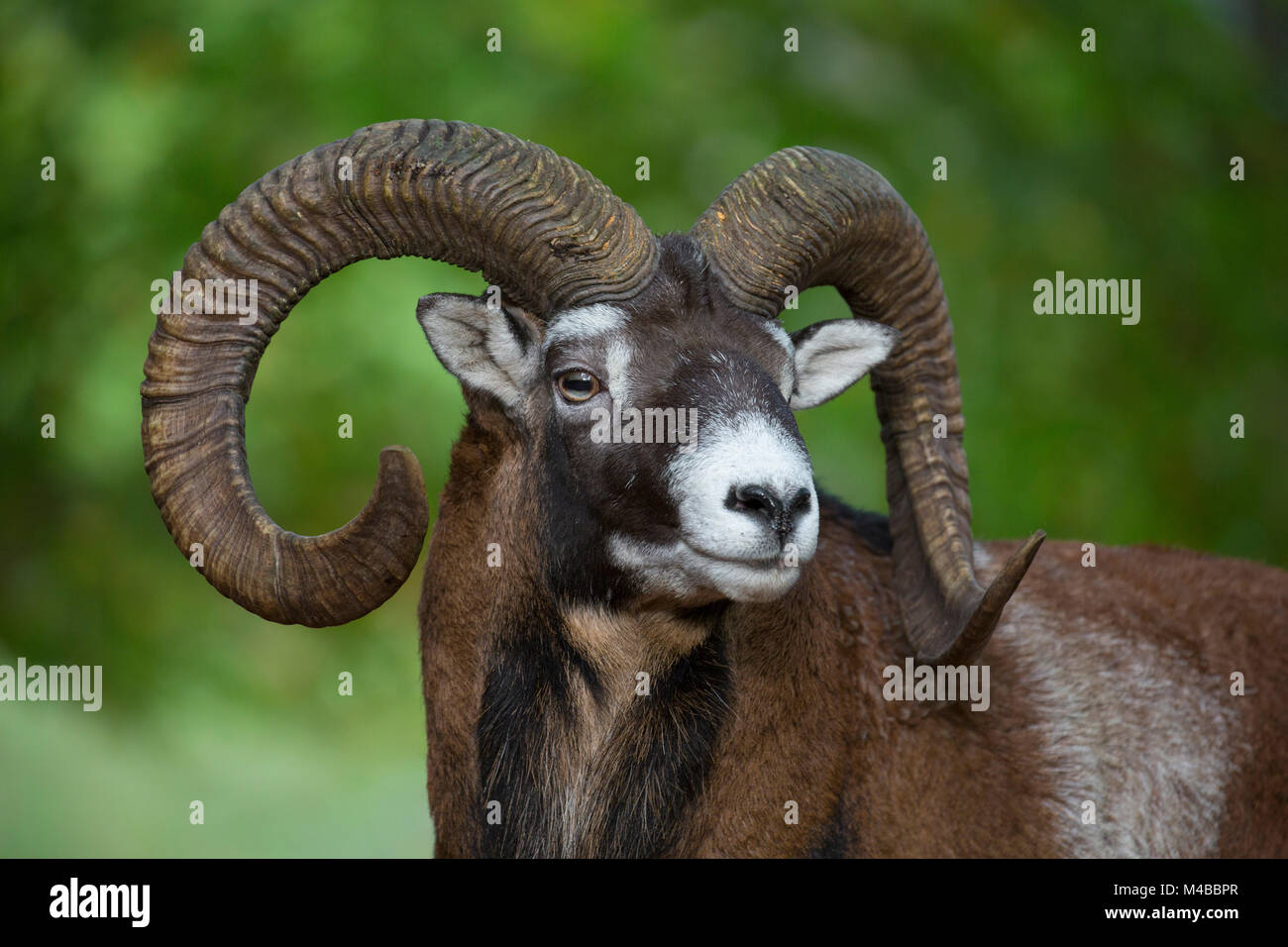 Europäischer Mufflon (Ovis gmelini musimon/Ovis ammon/Ovis orientalis Musimon) Nahaufnahme Portrait von Ram mit großen Hörnern in Wald im Herbst Stockfoto