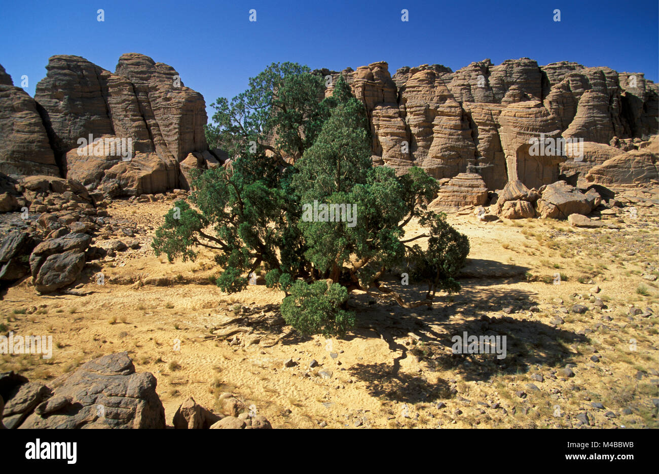 Algerien. In der Nähe von Djanet. Nationalpark Tassili n'Ajjer. Tassili Plateau. Cypress Tree. Mehr als 2000 Jahre alt. Stockfoto