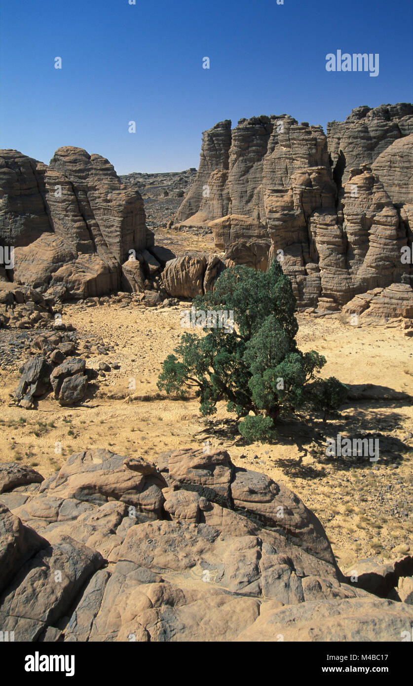 Algerien. In der Nähe von Djanet. Nationalpark Tassili n'Ajjer. Tassili Plateau. Cypress Tree. Mehr als 2000 Jahre alt. Stockfoto
