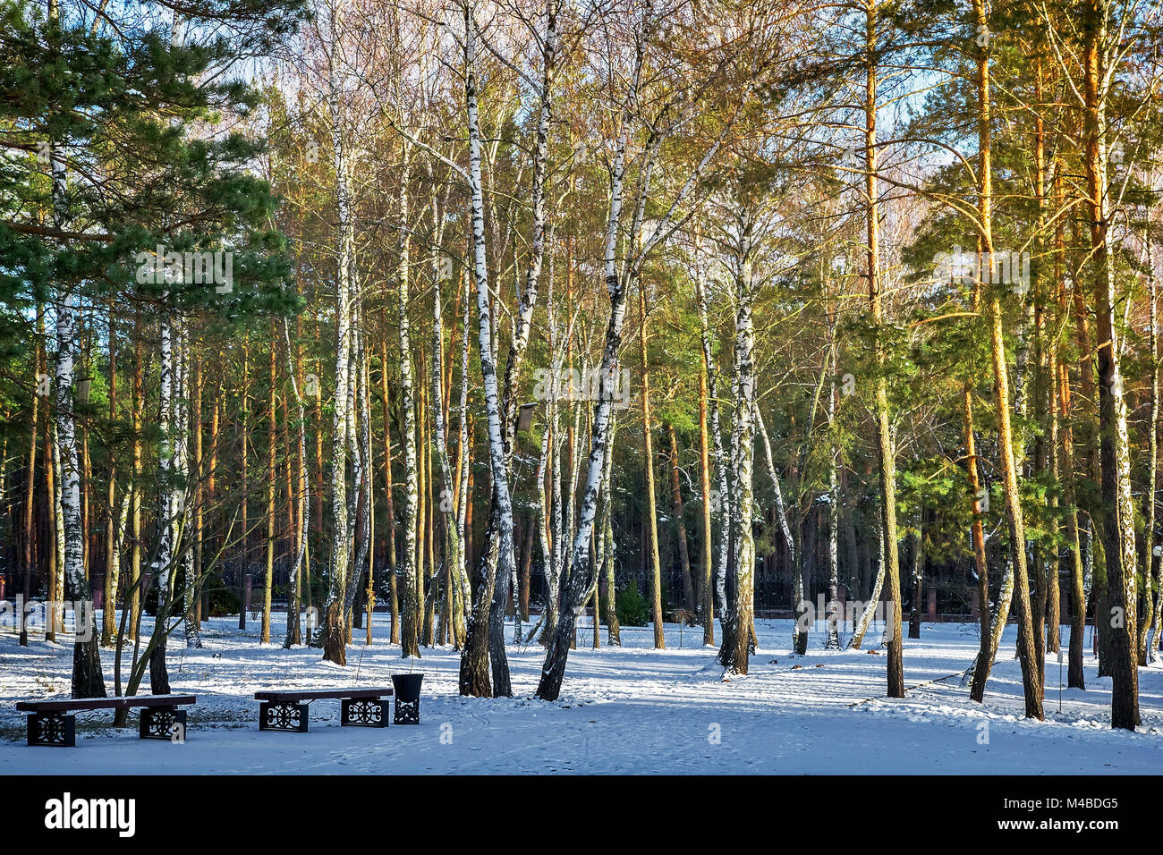 Winter Landschaft Bäume im Schnee. Stockfoto