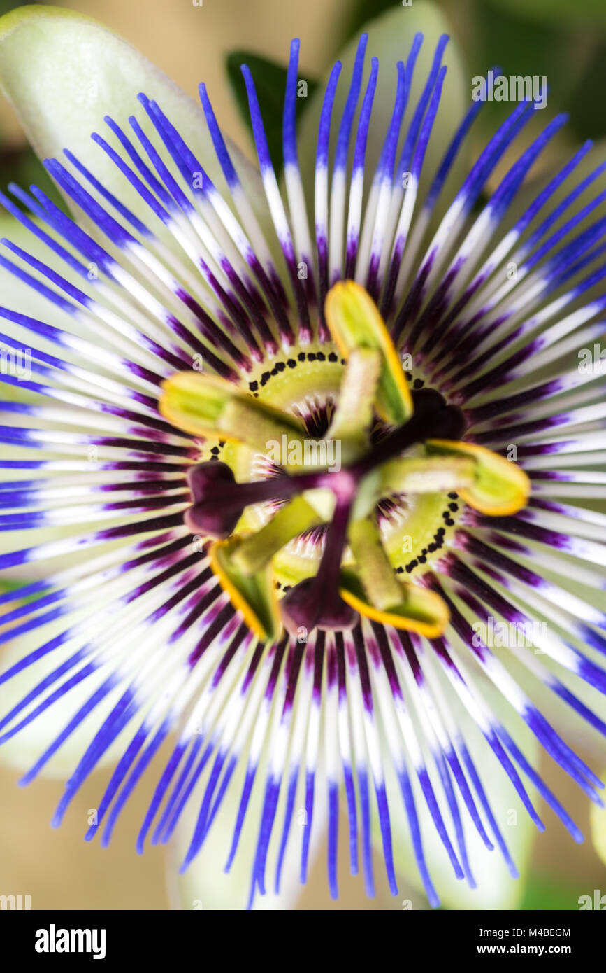 Passionsblume Stockfoto