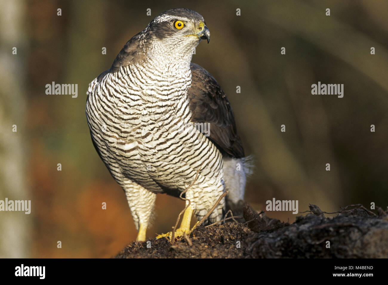 Northern Goshawk, die Weibchen deutlich größer sind als die Männchen Stockfoto