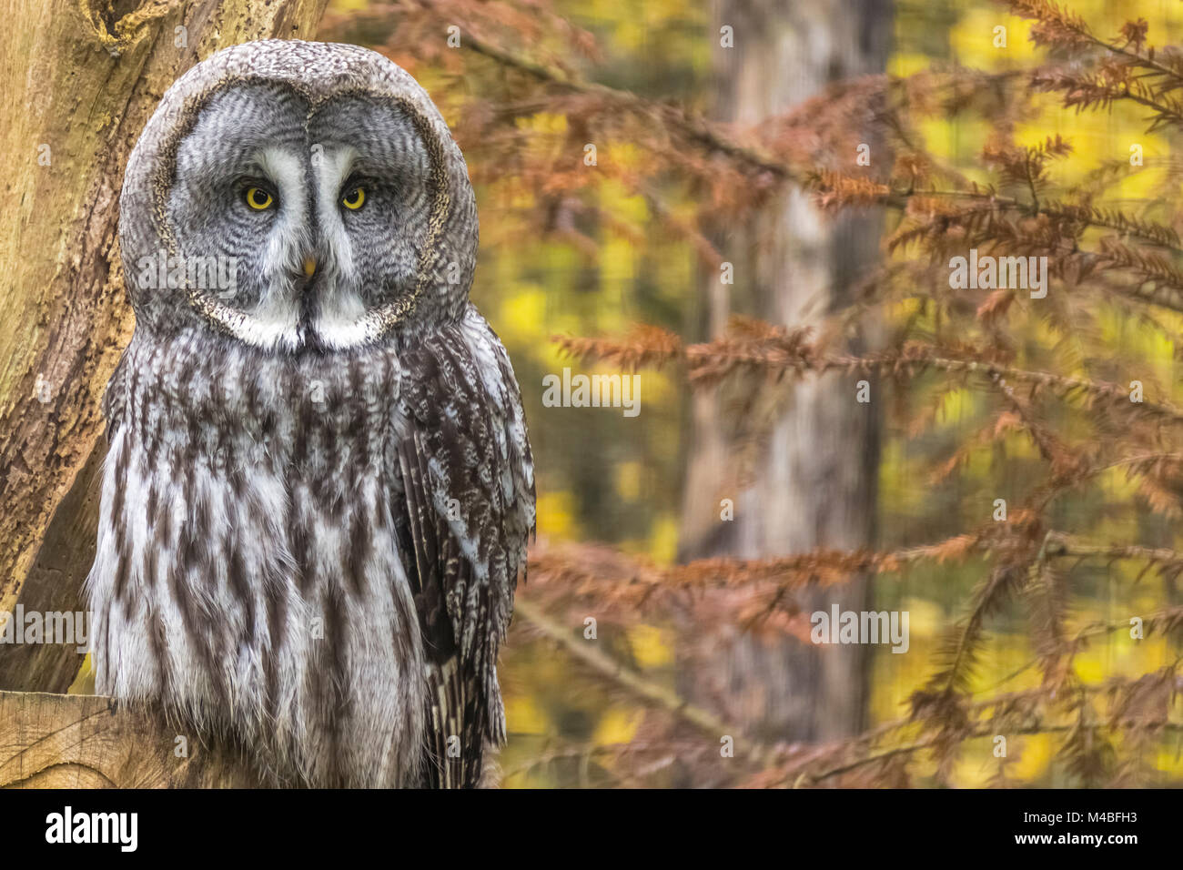 In der Nähe auf einem bartkauz (Strix Nebulosa) stehend auf toten Stamm in den Wäldern, Rhodes, Frankreich. Stockfoto