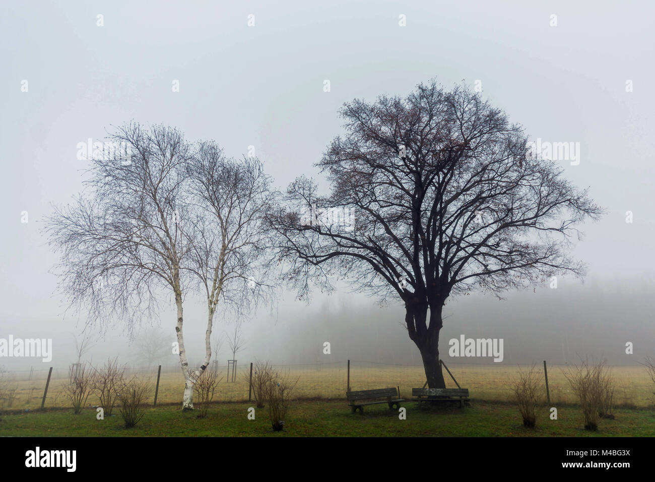 Zwei Bäume mit Bänken im Morgennebel Stockfoto