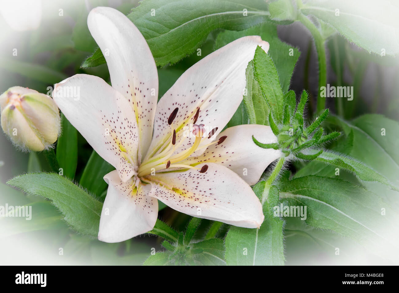 Blüten in eine weiße Lilie hautnah. Stockfoto