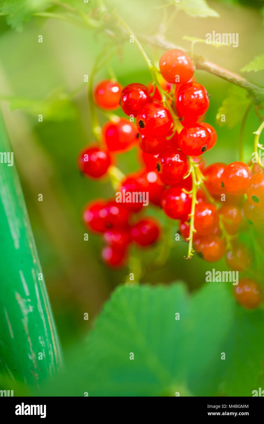 Rote Stachelbeere Stockfoto