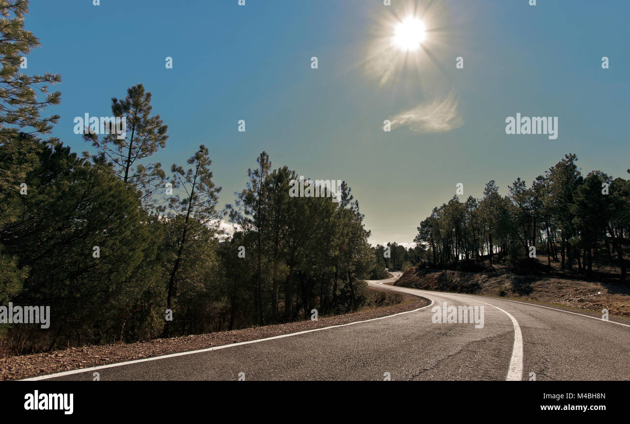 Straße zwischen Bäumen mit Sun Stockfoto