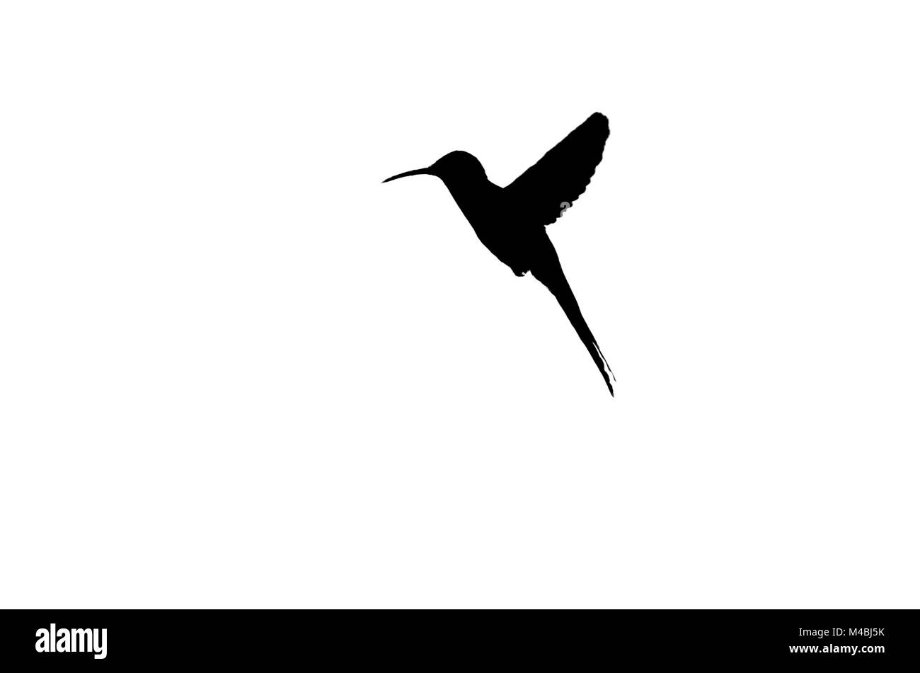 Silhouette einer Kolibri auf weißem Hintergrund isoliert Stockfoto
