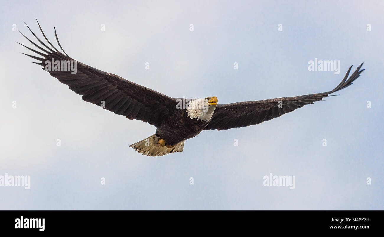 Der Weißkopfseeadler, Haliaeetus leucocephalus, im Kampf mit Moskito Lake Rd, über die North Fork des Nooksack River, Deming, Whatcom County, Washington, USA Stockfoto