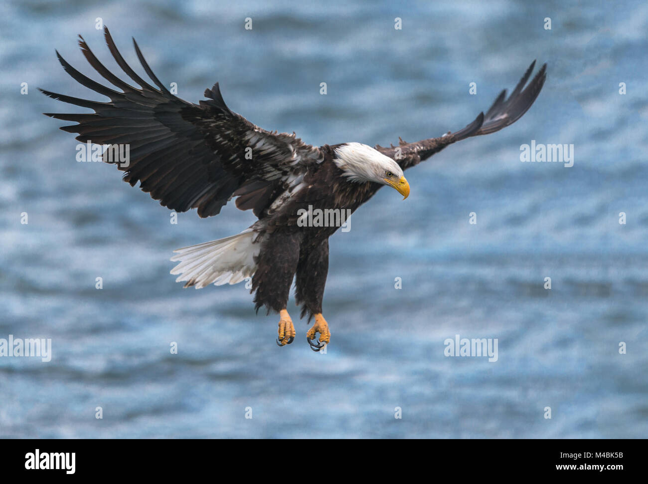 Der Weißkopfseeadler, Haliaeetus leucocephalus, im Kampf mit Moskito Lake Rd, über die North Fork des Nooksack River, Deming, Whatcom County, Washington, USA Stockfoto