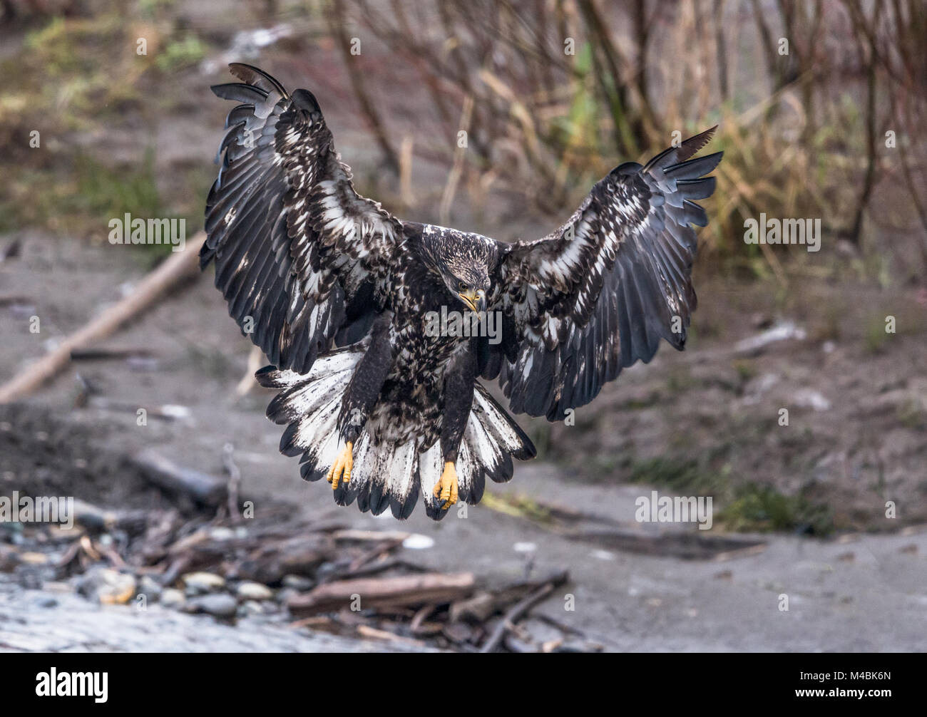 Der Weißkopfseeadler, Haliaeetus leucocephalus, im Kampf mit Moskito Lake Rd, über die North Fork des Nooksack River, Deming, Whatcom County, Washington, USA Stockfoto