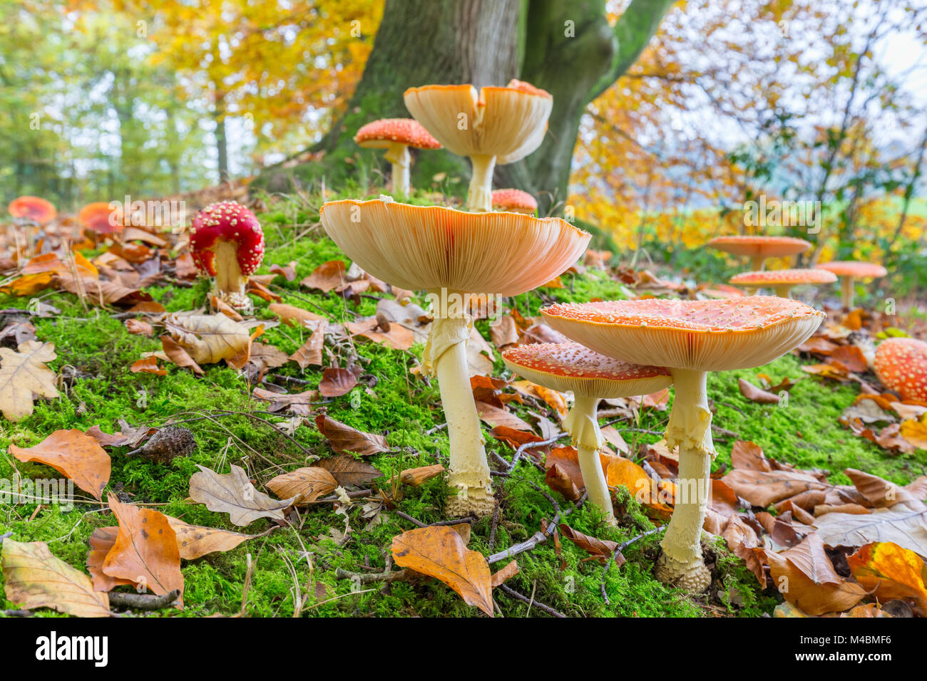 Waldboden mit Fliegen blätterpilze und Blätter im Herbst Stockfoto