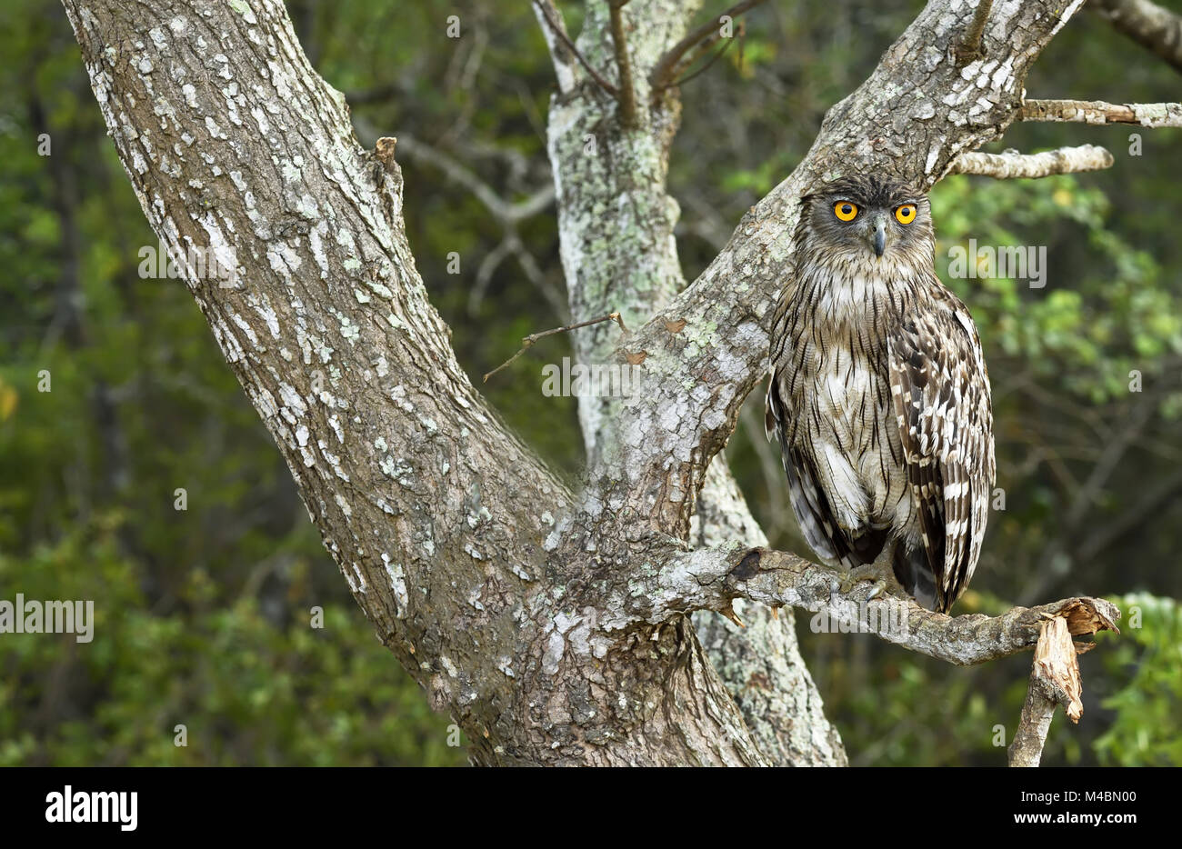 Brown Fish Owl (Bubo zeylonensis), sitzen auf den Zweig, wilpattu Nationalpark, Sri Lanka Stockfoto