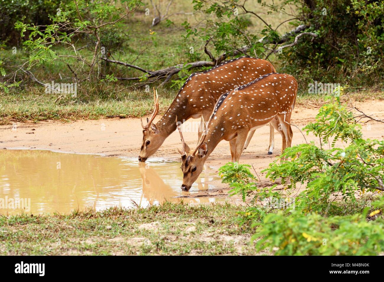 Chitals (Achse), zwei Widder Trinken an einem Wasserloch, wilpattu Nationalpark, Sri Lanka Stockfoto