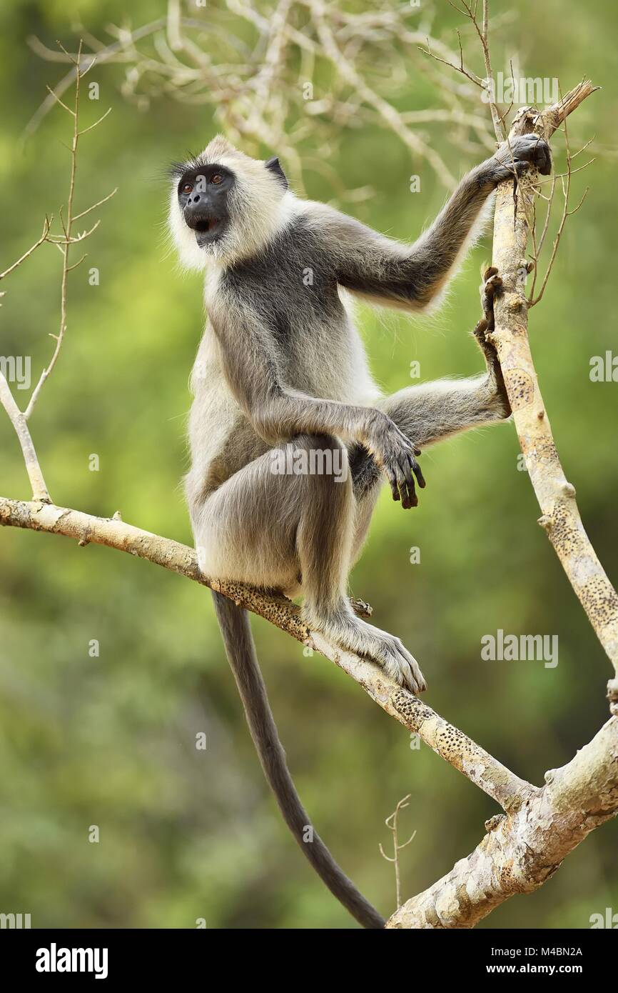 Getuftete grau Langur (Semnopithecus priam), sitzen auf den Zweig, Bundala Nationalpark, Sri Lanka Stockfoto