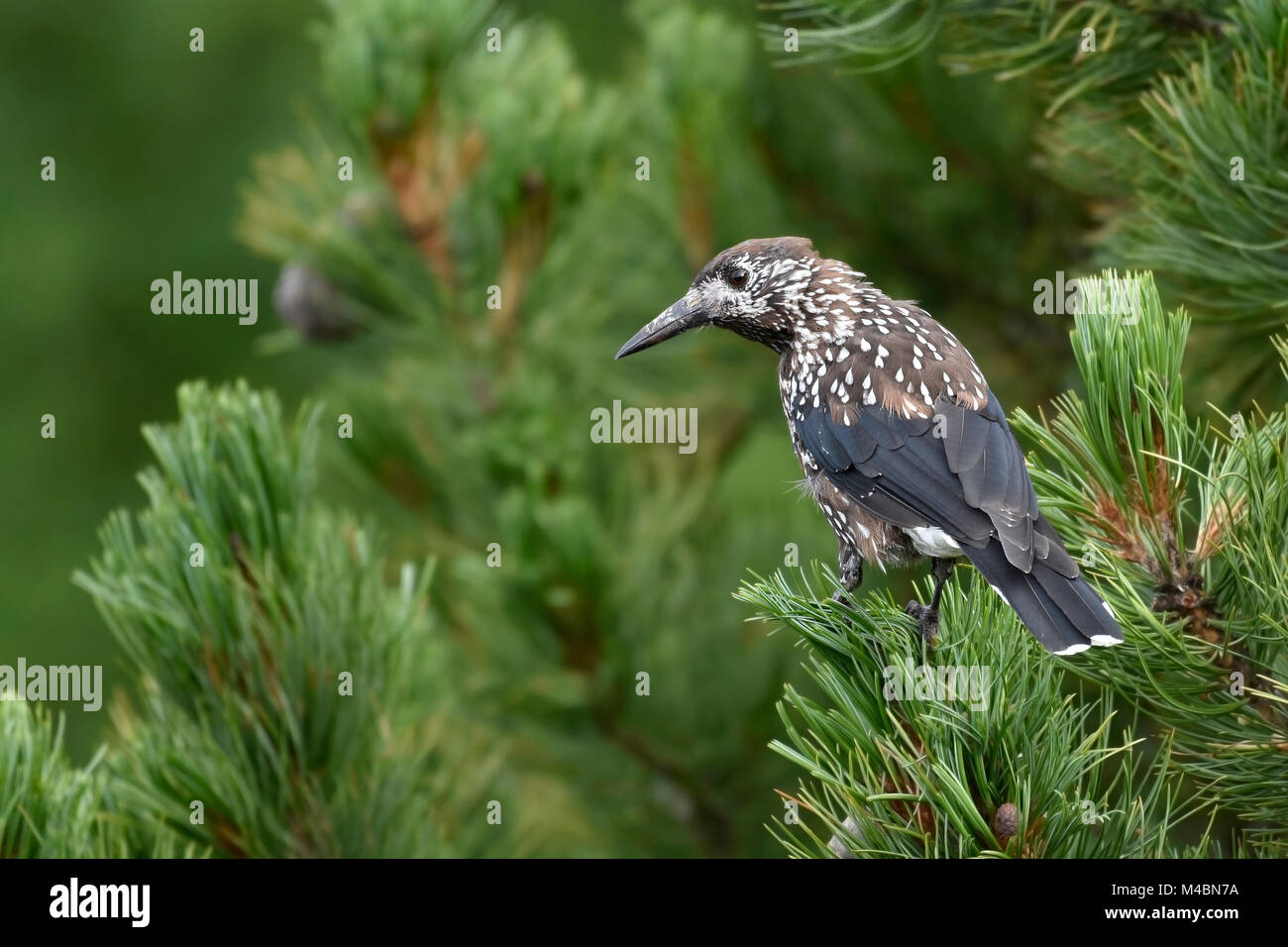 (Nucifraga caryocatactes beschmutzt Nussknacker) sitzt im Baum, Schweiz Stockfoto