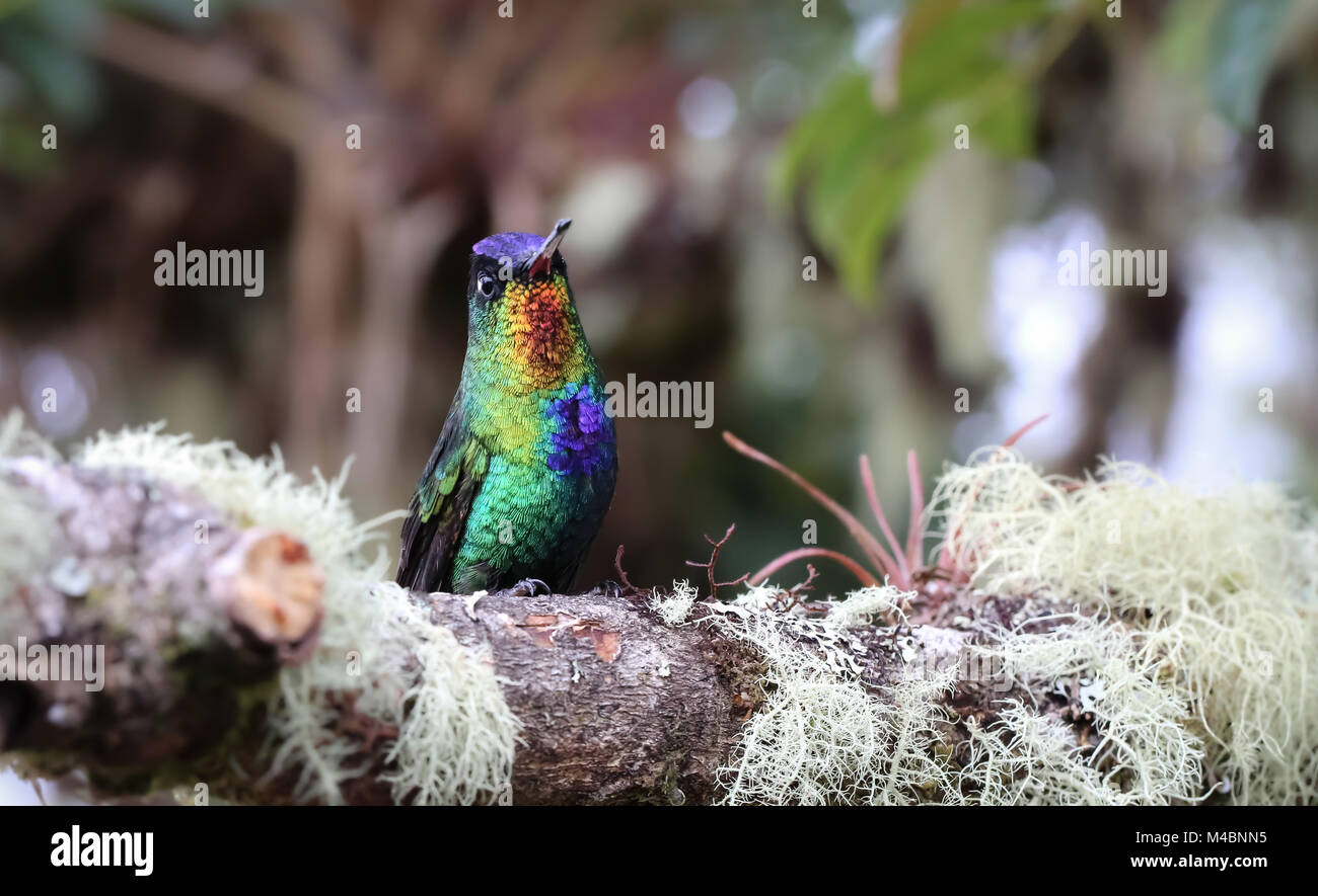 Eine feurige throated Kolibri in Costa Rica Hochland Stockfoto