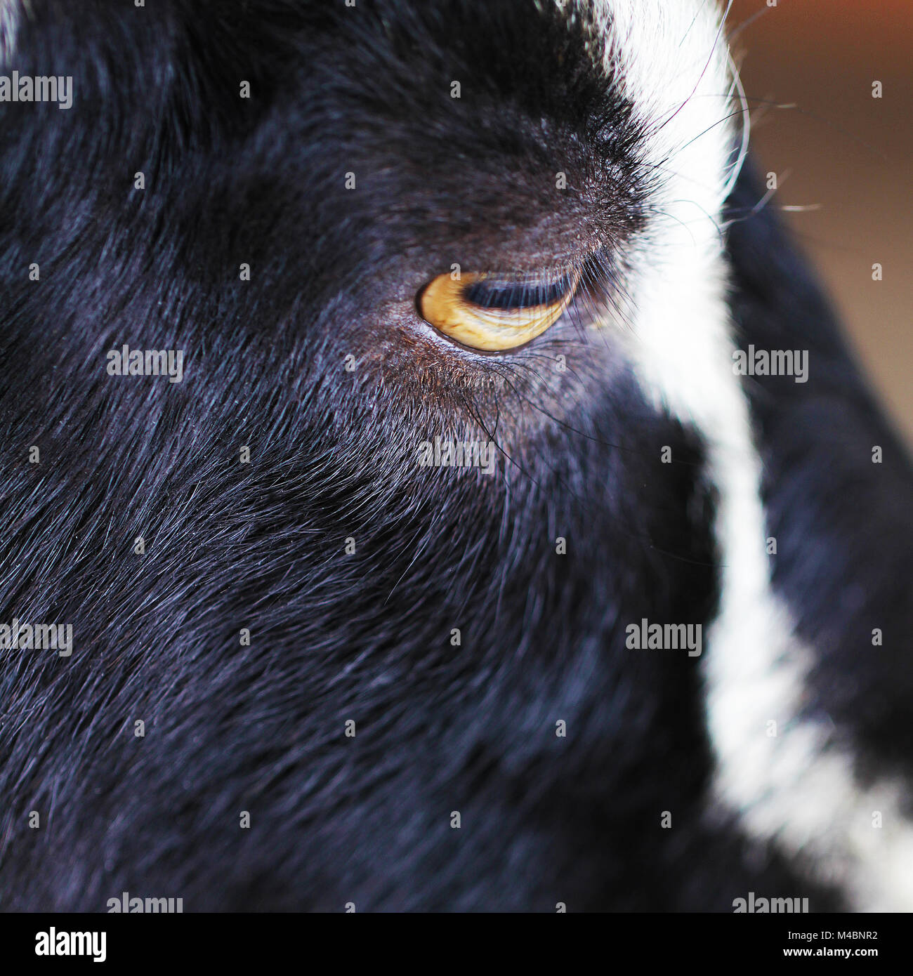Schwarz und wite Ziege Tier portrait Nahaufnahme Stockfoto