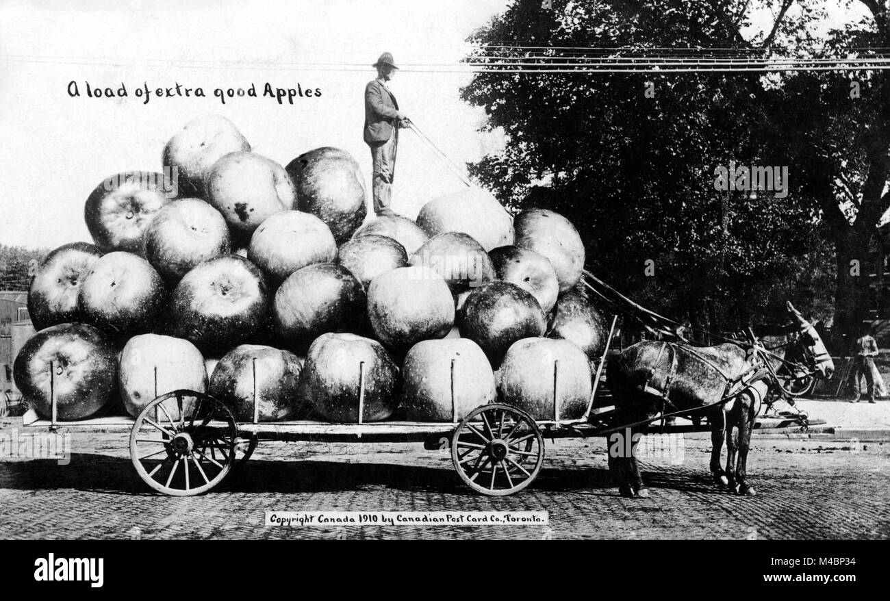 Landwirtschaft, riesige Äpfel, 1900s, genaue Ort unbekannt, USA Stockfoto