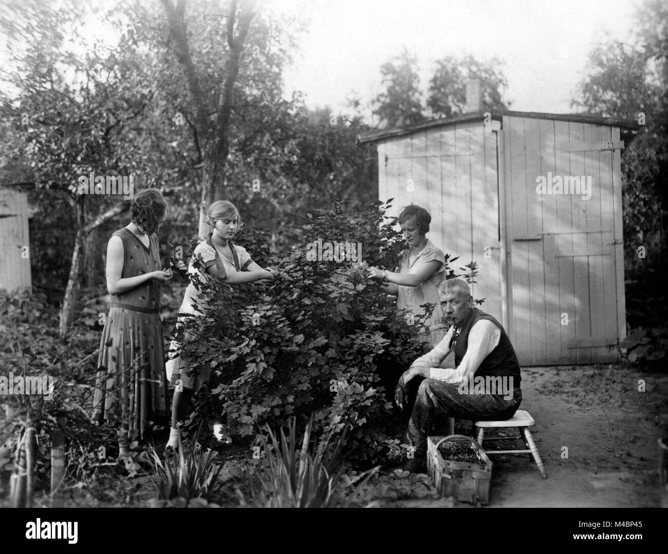 Familie ernten Beeren in den Schrebergarten Stockfoto
