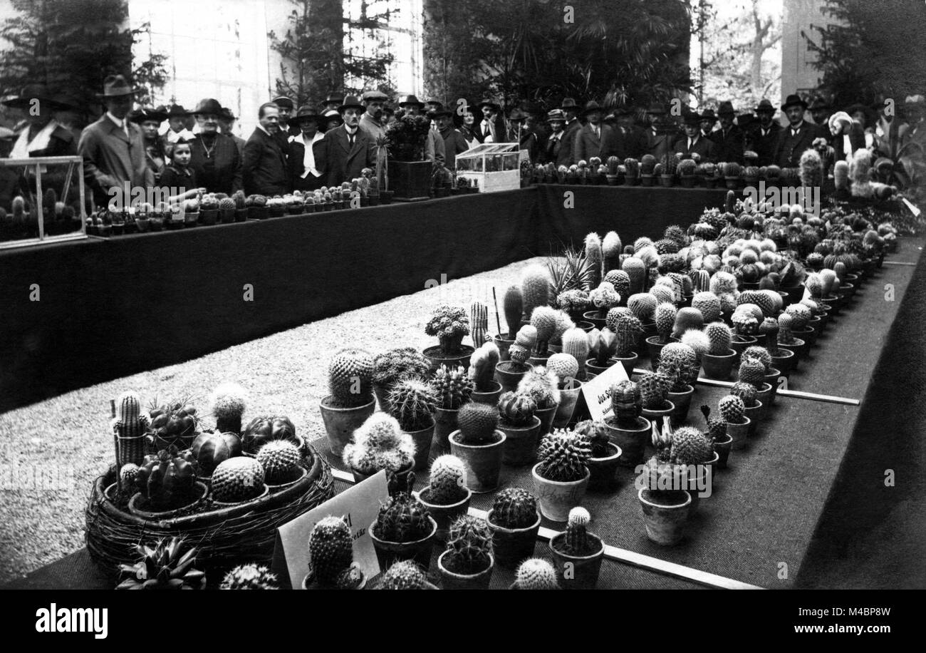 Kakteen Ausstellung, 1930er Jahre, dem genauen Ort unbekannt, Deutschland Stockfoto