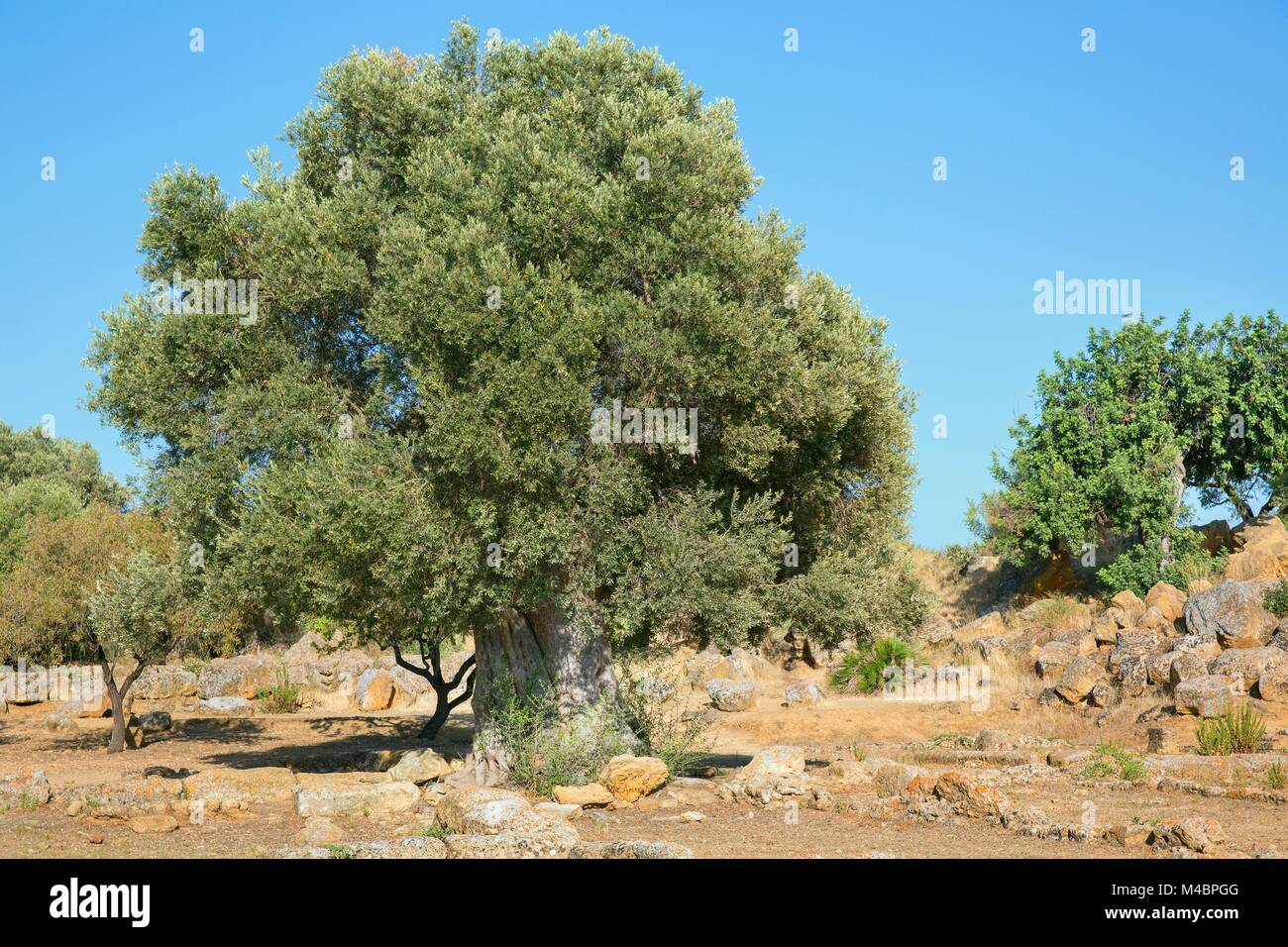 Sehr alte Olivenbäume; 2000 Jahre alter Olivenbaum Stockfoto