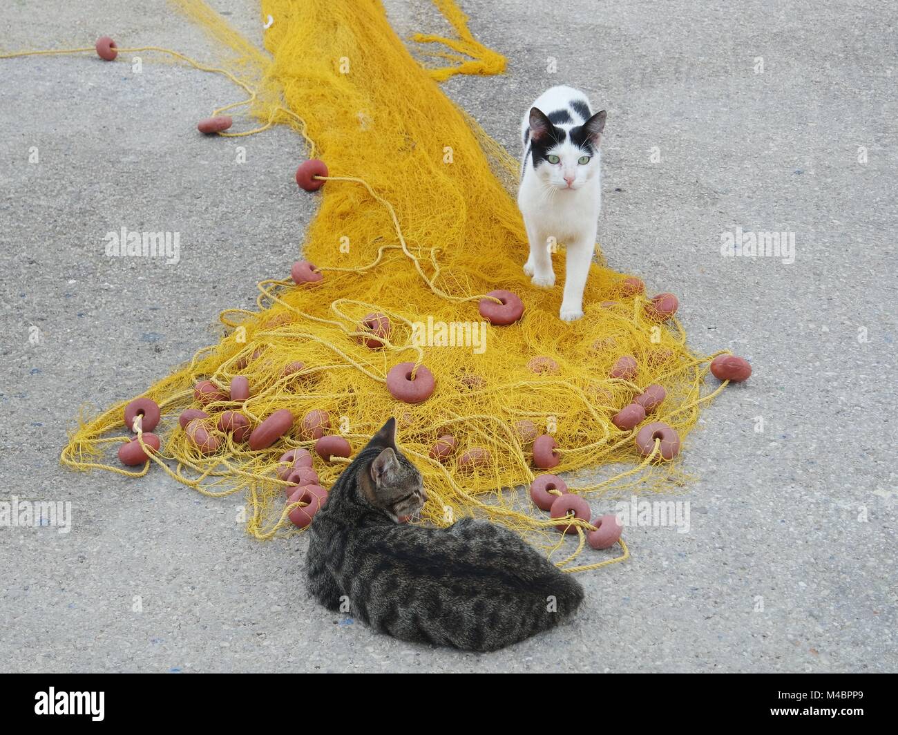 Katzen spielen mit einem Fischernetz Stockfoto