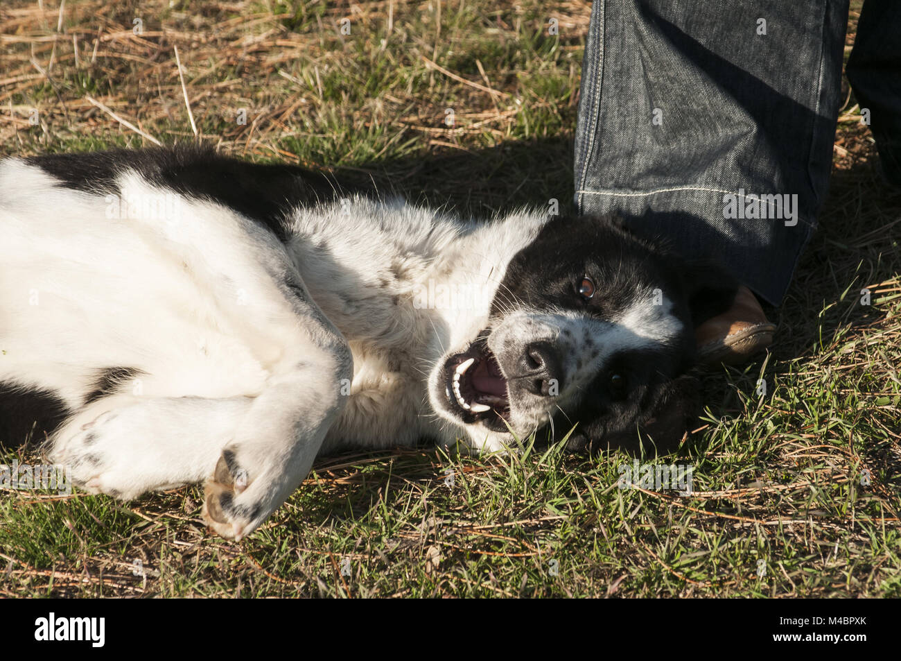 Junger Schäferhund Stockfoto