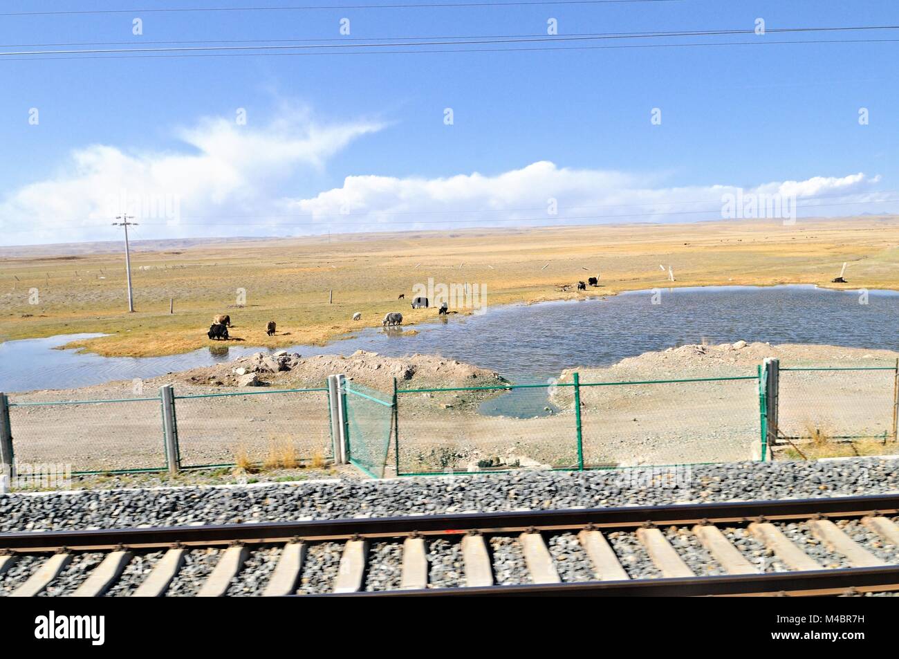Die Tierhaltung auf der Route der Tibet Eisenbahn Stockfoto