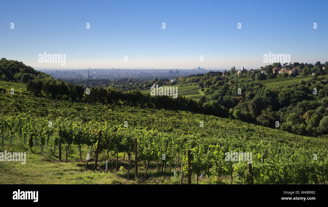 Wien - Weinbergen am Rande der Stadt, Nussberg Stockfoto