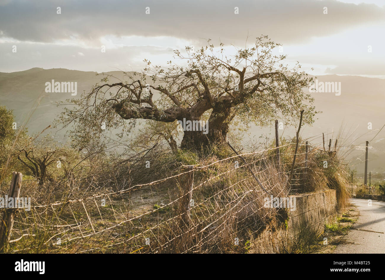 Olivenbaum bei sonnenuntergang -Fotos und -Bildmaterial in hoher Auflsung   Alamy