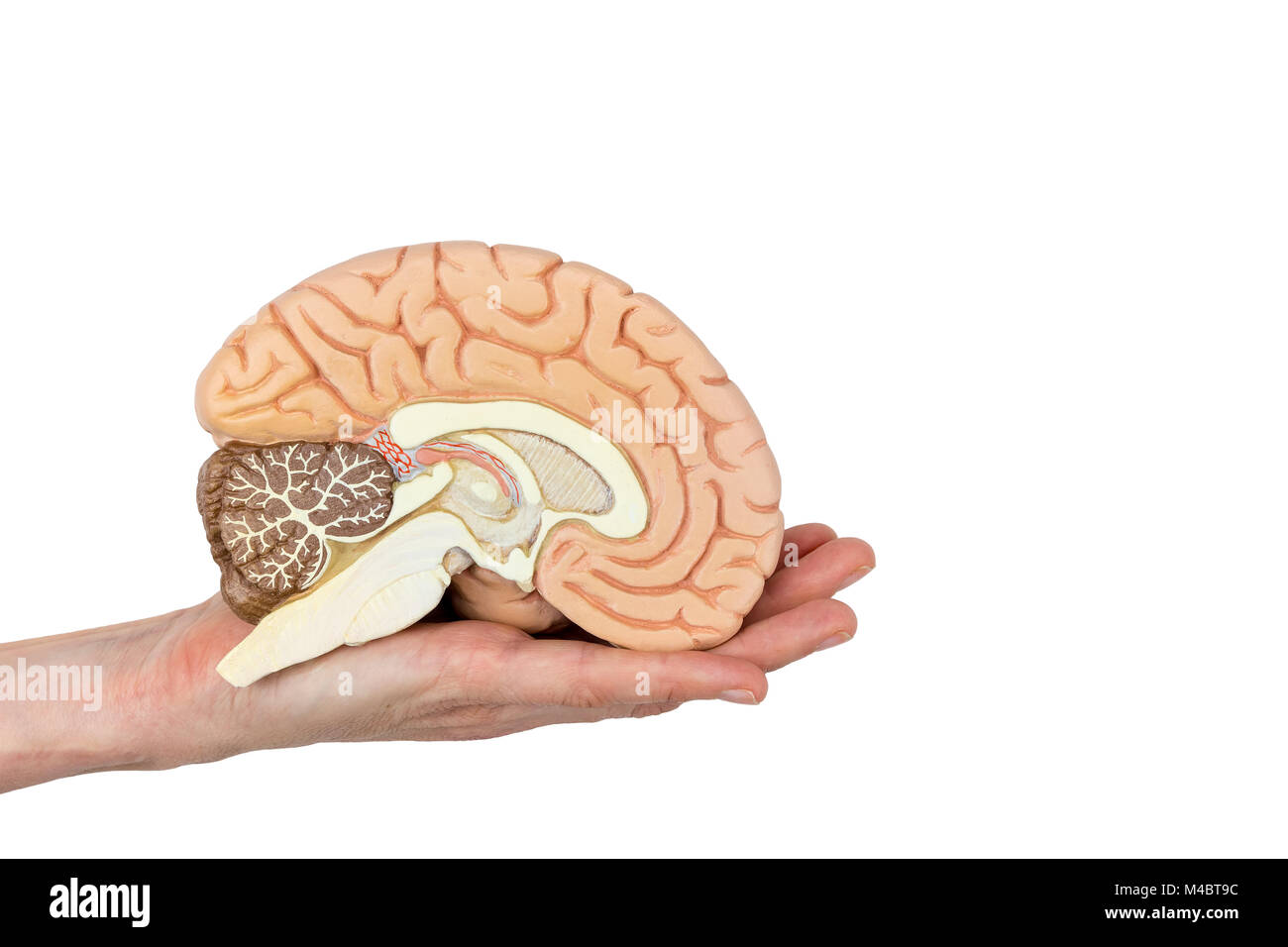 Hand, die eine Gehirnhälfte auf weißem Hintergrund Stockfoto