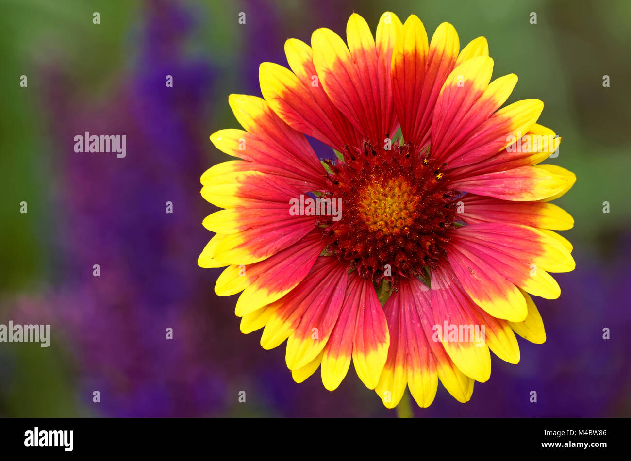 Decke-Blume Stockfoto