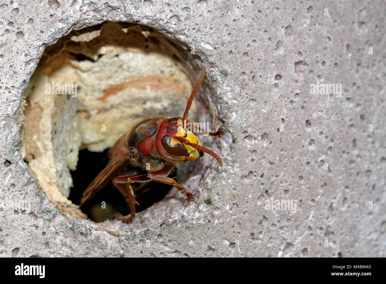 Europäischen Hornet in einem Nest Box Stockfoto