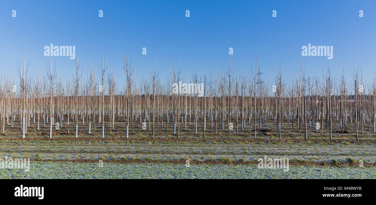 Junge Bäume für die Landschaftsgestaltung Stockfoto