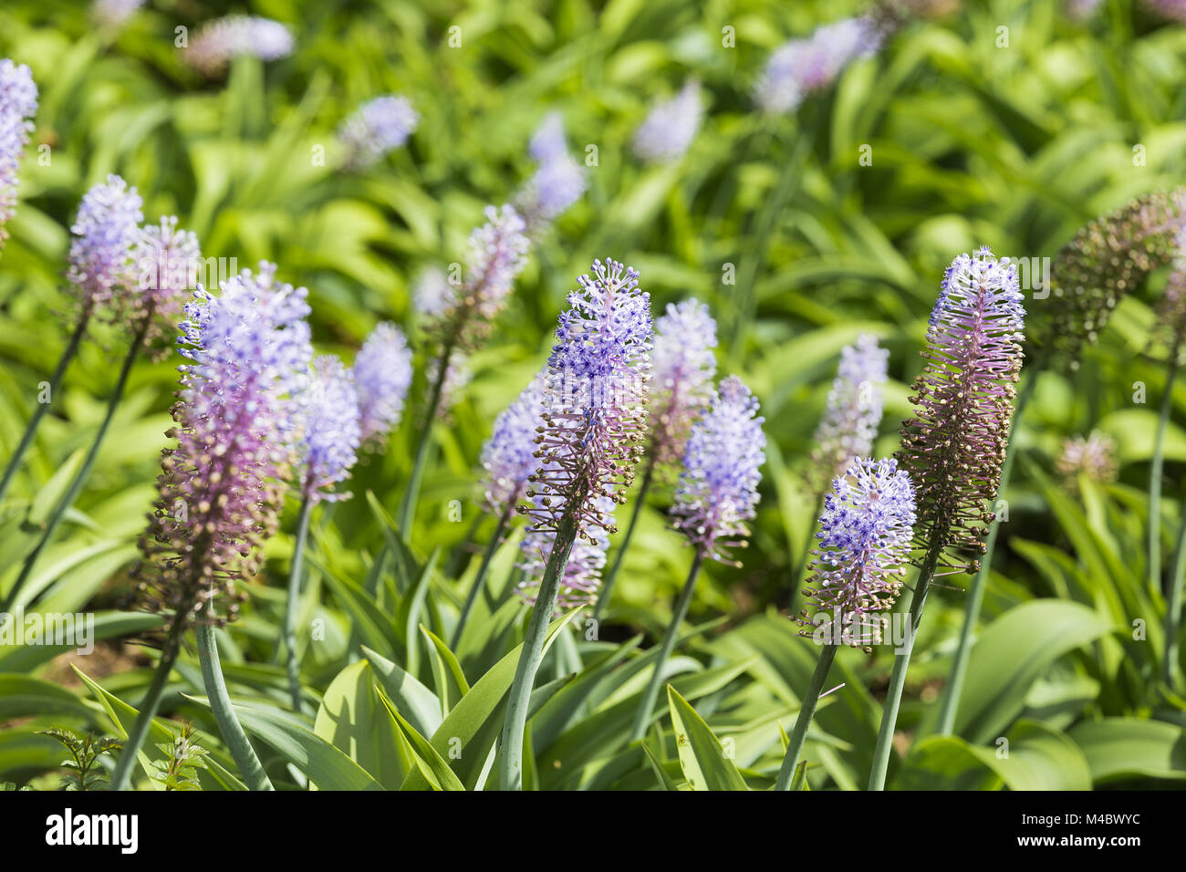 Blue Ginger - Dichorisandra thyrsiflora - Brasilien Stockfoto