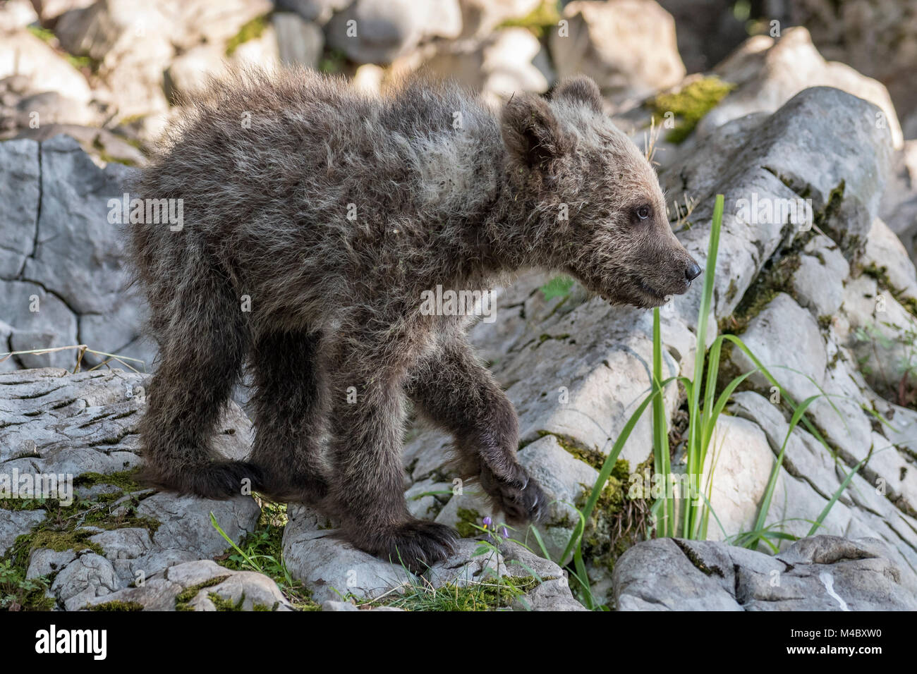 Europäische Braunbär (Ursus arctos arctos), junge Tier, Region Notranjska, Slowenien Stockfoto