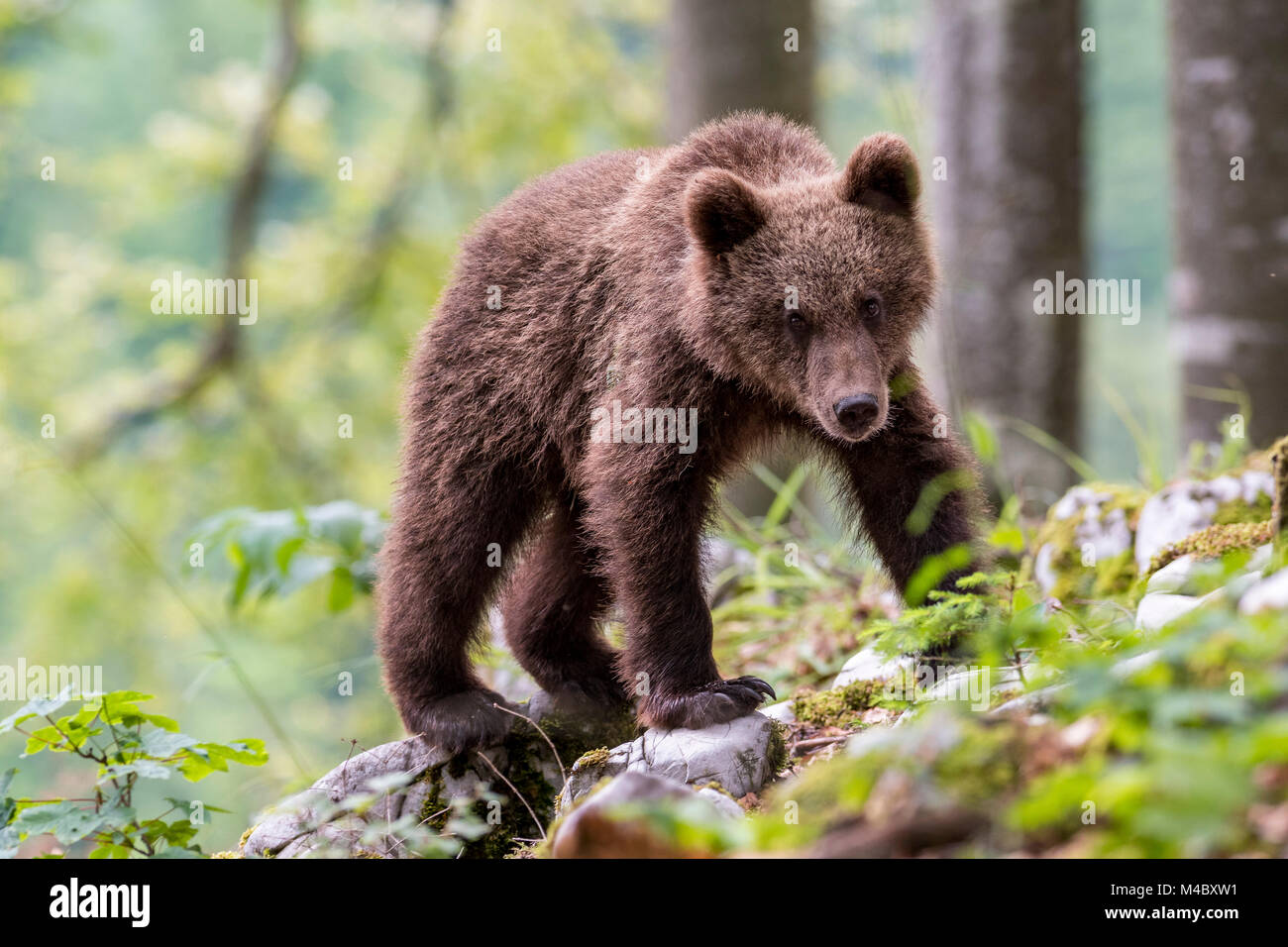 Europäische Braunbär (Ursus arctos arctos), junge Tier im Wald, in der Region Notranjska, Slowenien Stockfoto