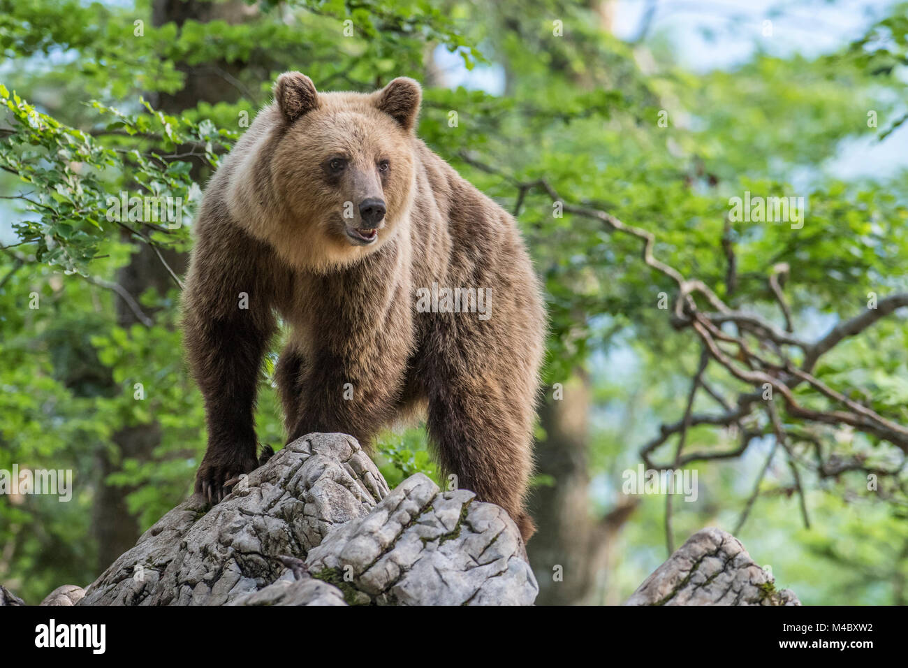 Europäische Braunbär (Ursus arctos arctos) steht auf einem Felsen, einer Region Notranjska, Slowenien Stockfoto