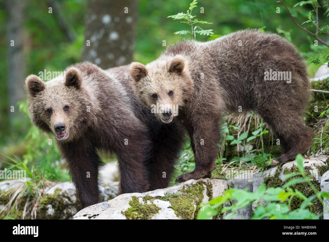 Europäische Braunbär (Ursus arctos arctos), zwei junge Geschwister, Region Notranjska, Slowenien Stockfoto