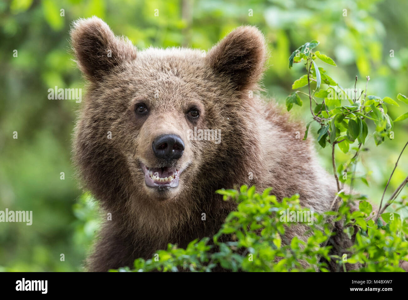 Europäische Braunbär (Ursus arctos arctos), Tier Portrait, Region Notranjska, Slowenien Stockfoto