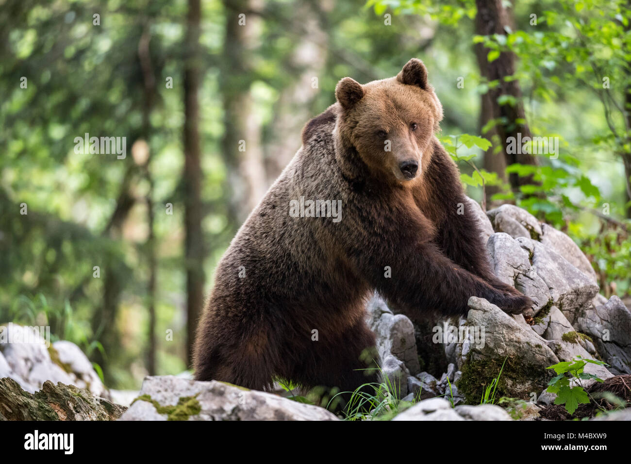 Europäische Braunbär (Ursus arctos arctos), männlich, Notranjska Region, Slowenien Stockfoto