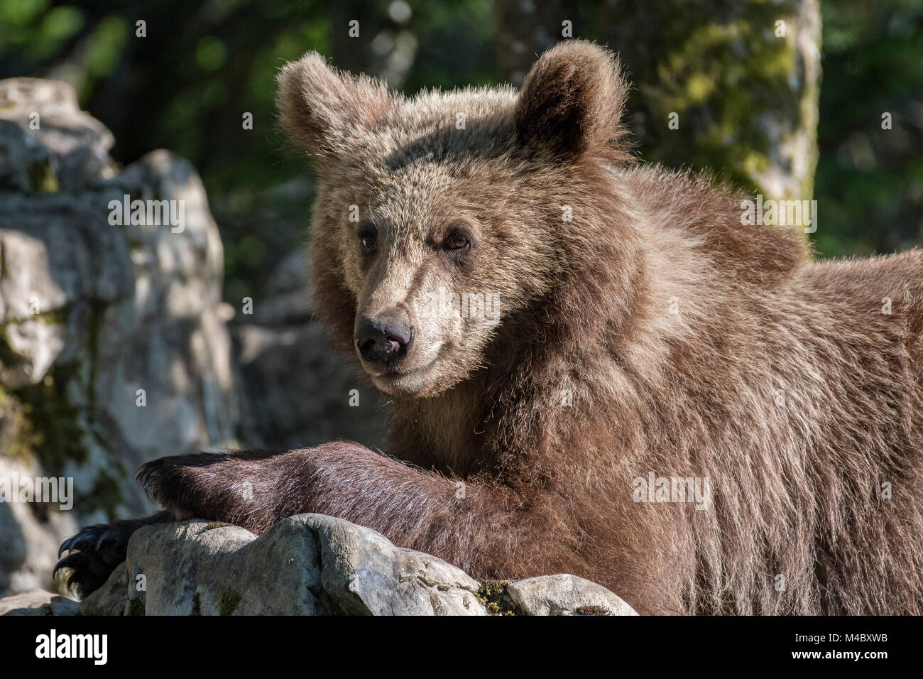Europäische Braunbär (Ursus arctos arctos), Region Notranjska, Slowenien Stockfoto