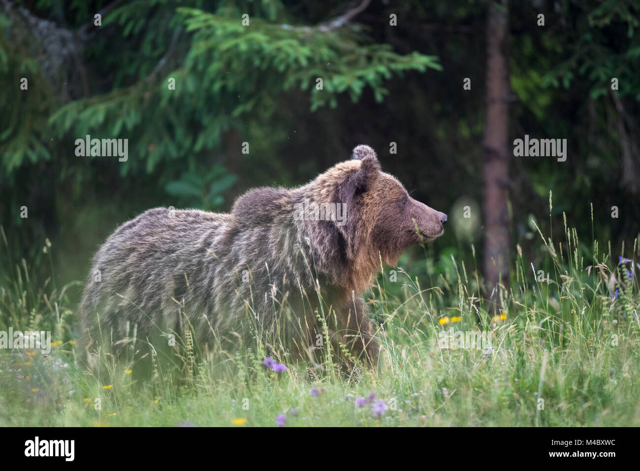 Europäische Braunbär (Ursus arctos arctos) in einer Wiese, Region Notranjska, Slowenien Stockfoto