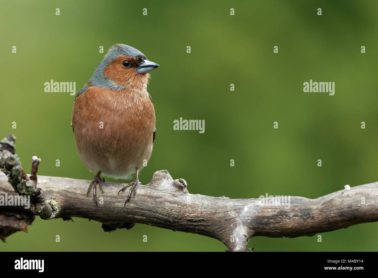 Buchfink auf einem Ast Stockfoto